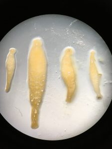 Study evaluated the effect of the concentration of heavy metals present in three fish and their parasites in Antarctica