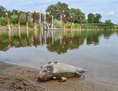 The ecological disaster in the Oder river leaves more than a hundred tons of dead fish in Poland and Germany