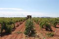 The harvest of the DO Navarra is brought forward a week and an increase in the harvest of more than 17% is estimated