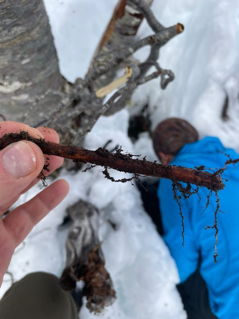 The mysterious world of yeasts in the lengas of the Andes mountain range