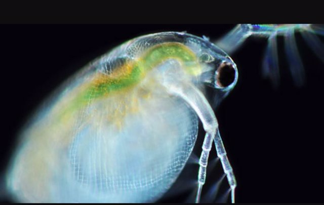 The freshwater crustacean Daphnia (water flea) is a common research organism in ecology, toxicology, evolutionary developmental biology, and other fields.