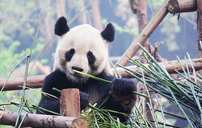 They find the last panda bear in Europe