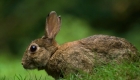 That was how 24 rabbits started a "invasion" in Australia