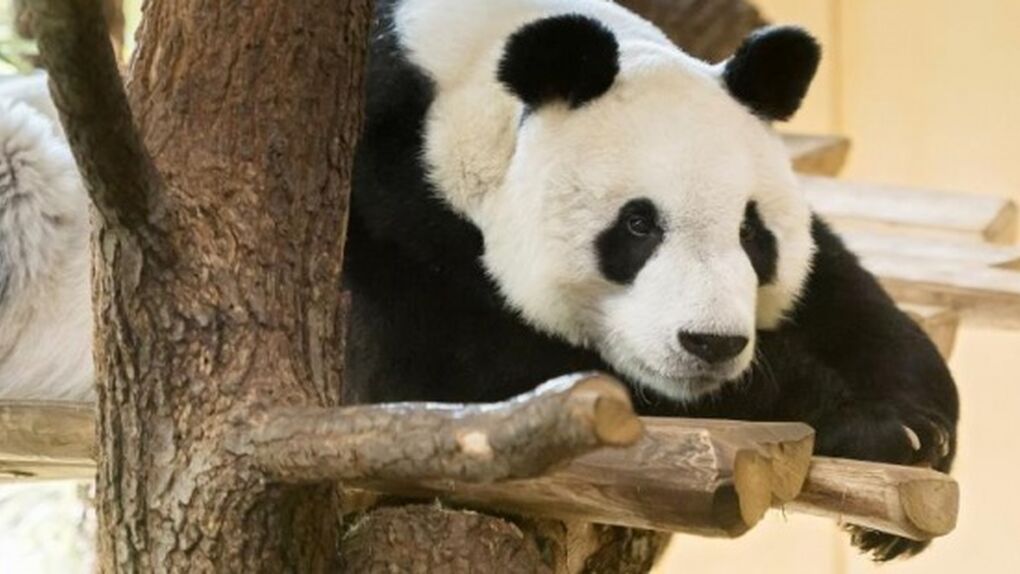 This was the last giant panda that lived in Europe