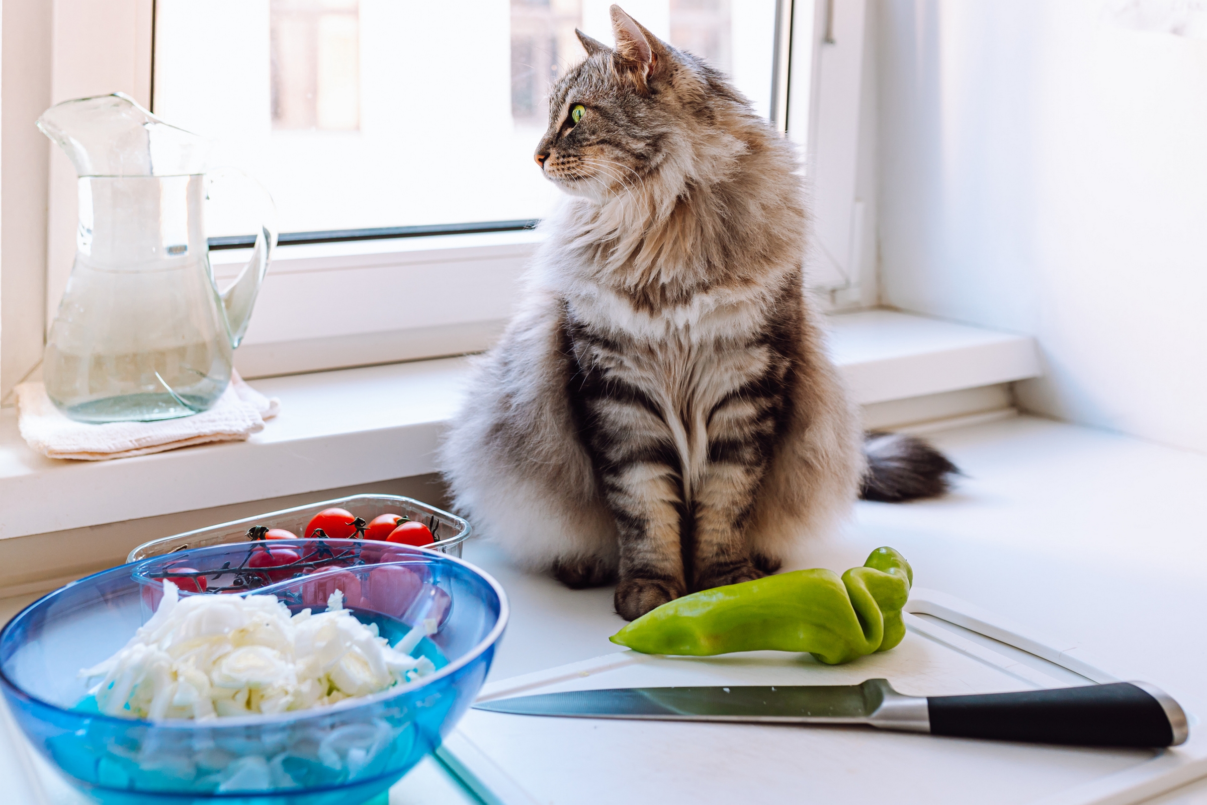 Tricks so that your cat does not climb on the kitchen or bathroom countertops