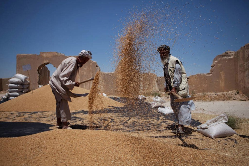 Wheat prices fell in July following the Black Sea grain export deal.