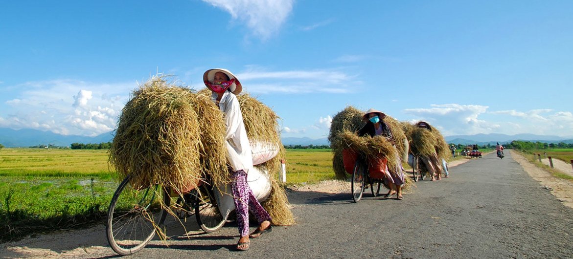 Farmers carry their last crop of rice by bicycle in Huế, Vietnam.