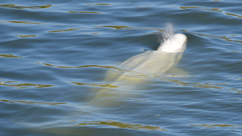 a beluga whale seen in the Seine River;  experts are concerned about his condition