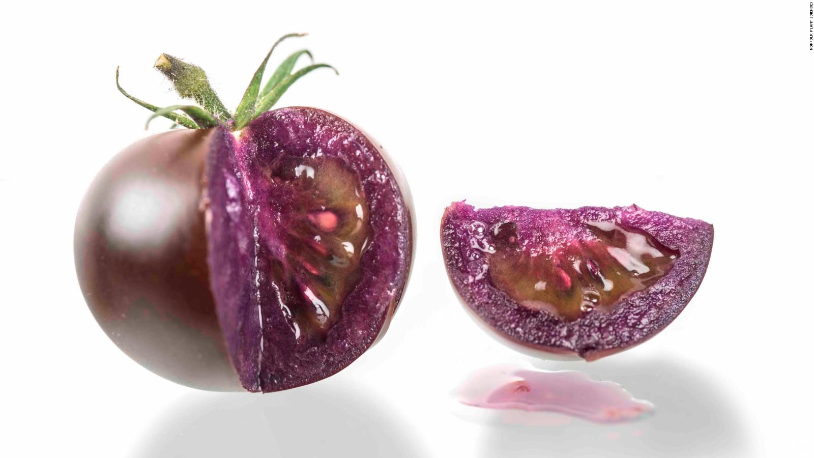 A genetically modified purple tomato could reach supermarkets