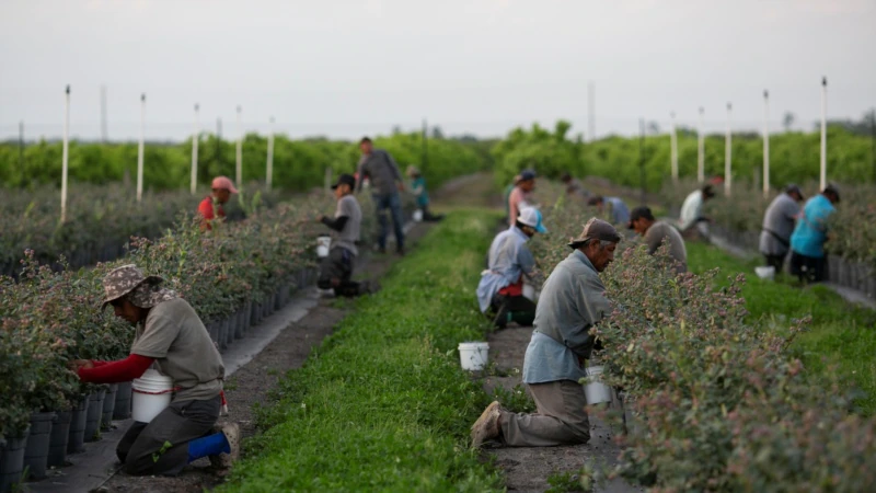 Businessman pleads guilty to extorting Mexican farmworkers