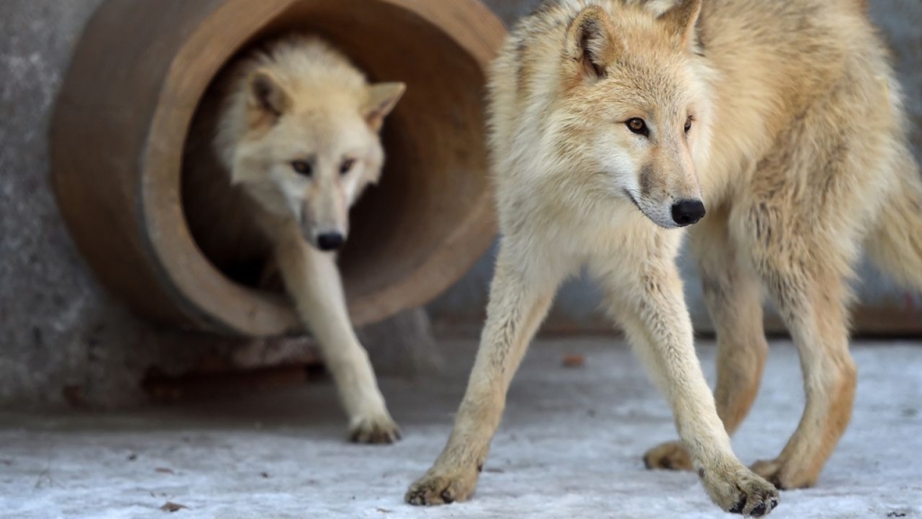 arctic wolf chinese cloning