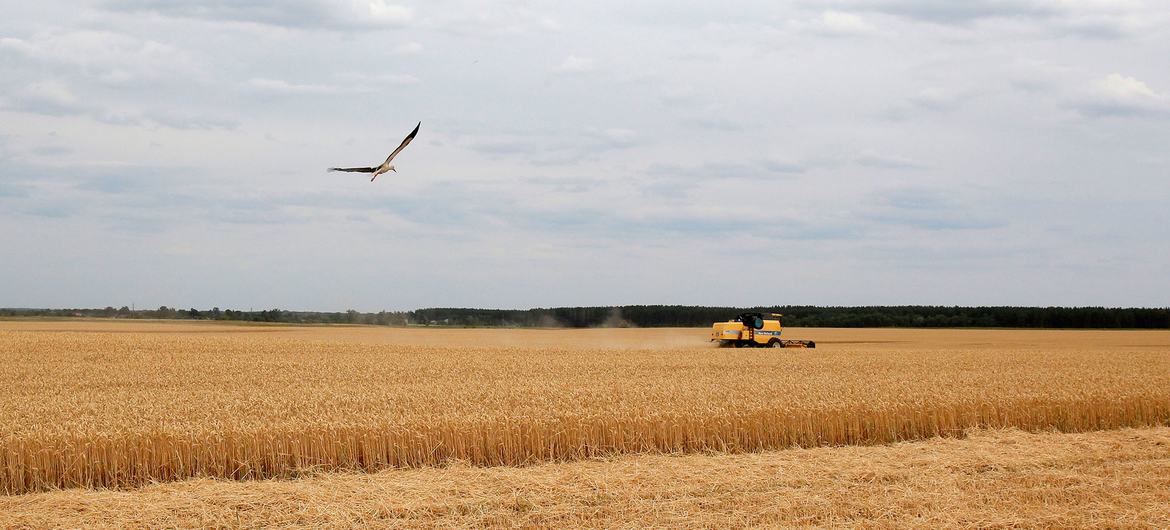 A field of wheat during harvest season in Krasne, Ukraine.