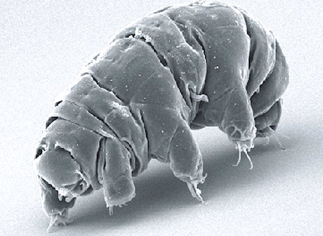 SEM image of Milnesium tardigradum in active state.