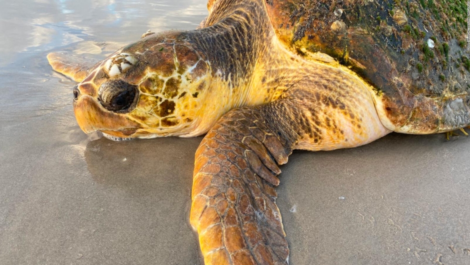 Hundreds of sea turtles wash up on a Texas beach;  Nobody knows why