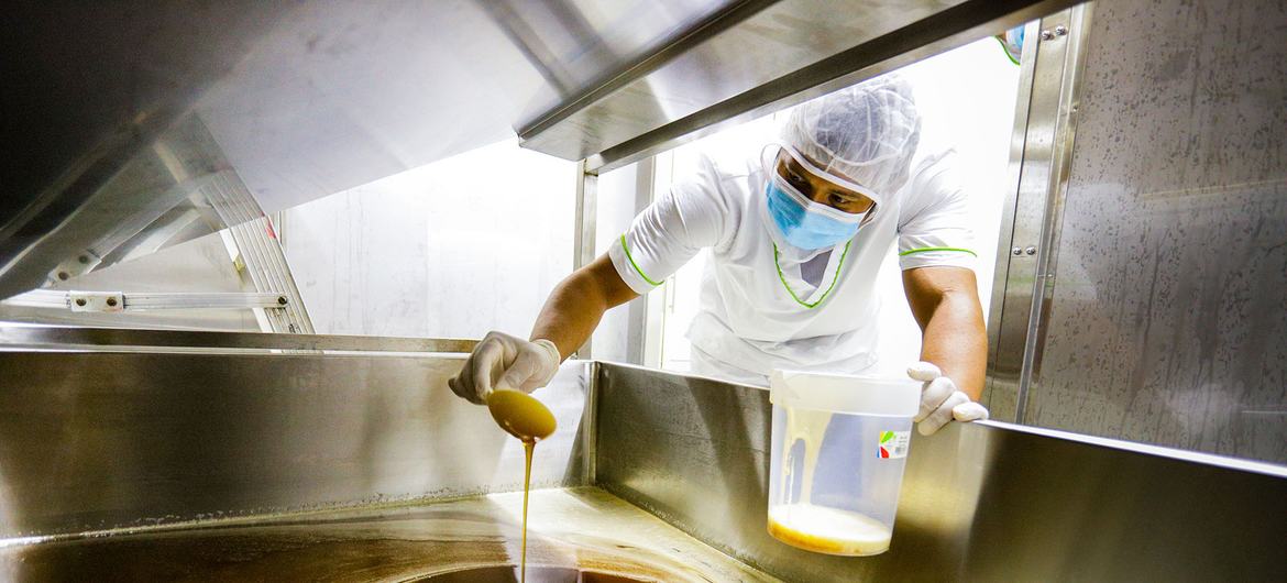 The beekeeping sector in Bajo Cauca, in the Colombian department of Antioquia, currently produces some 350 tons of honey, of which approximately 60% is produced by this project led by the FAO.