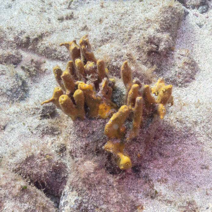 Sea sponges sneeze to remove debris.