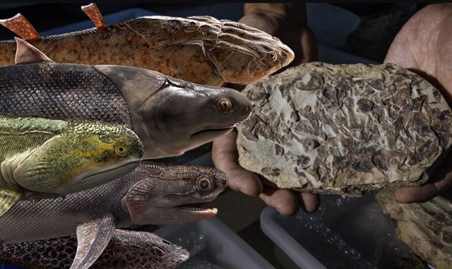 Recreation of Silurian fish next to a fossil found in China