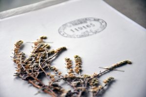 The National Museum of Natural History celebrates 192 years of life with a new Digital Herbarium