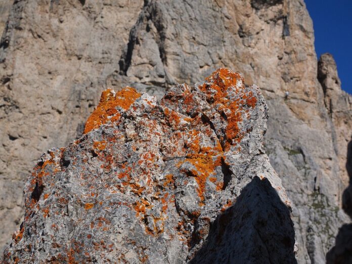 The presence and structure of lichens under rocks