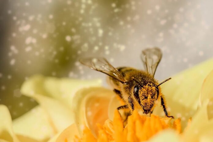 The sophisticated brain of bees