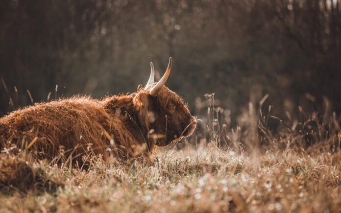 The survival in the heights of the yaks