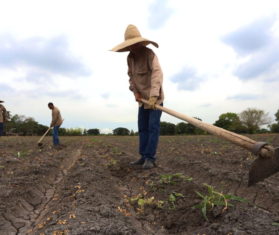 They establish lines of work complementary to the agrarian reform