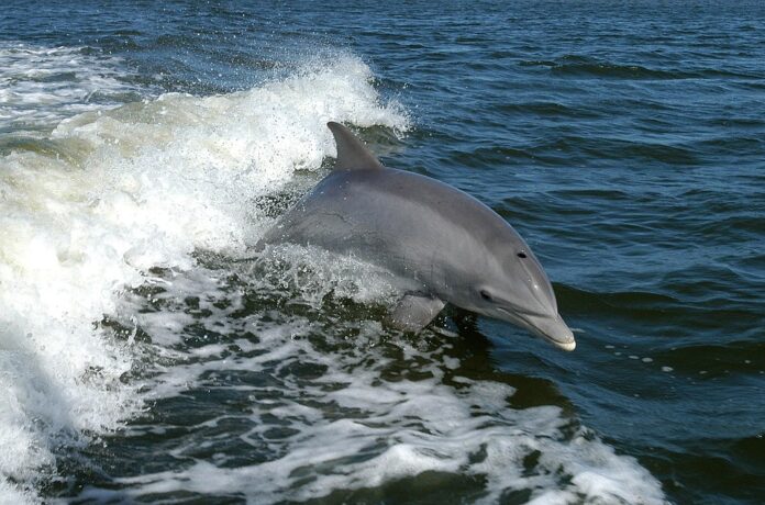 Why do dolphins rub against corals?