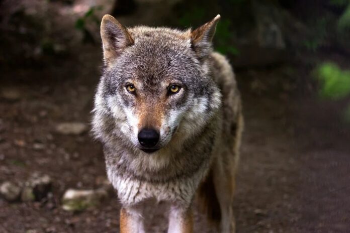 Wolves feel affection for humans