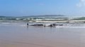 250 pilot whales die after stranding on New Zealand beach