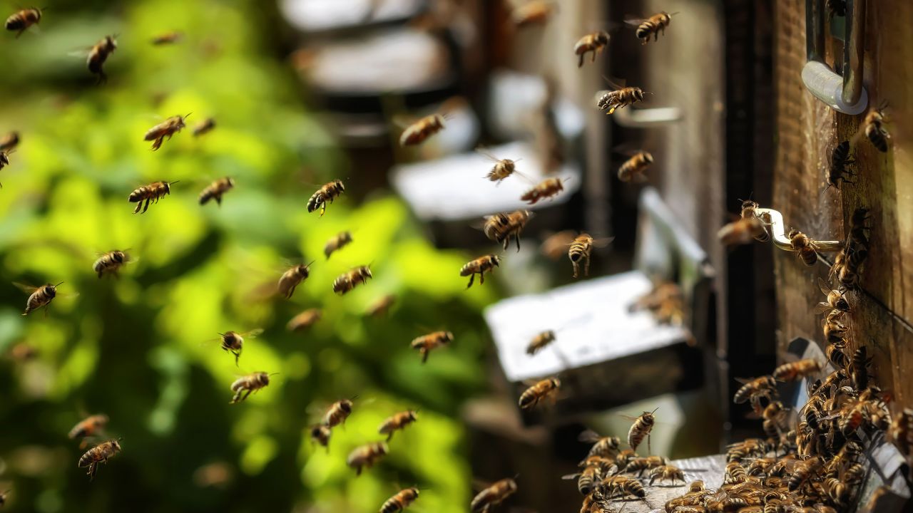 swarm bee electricity