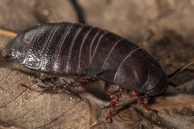 The Lord Howe Island wood-eating cockroach (Panesthia lata)