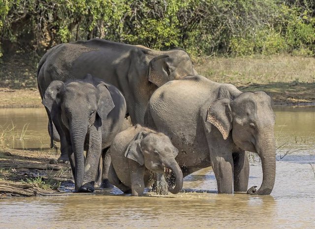 asian elephants