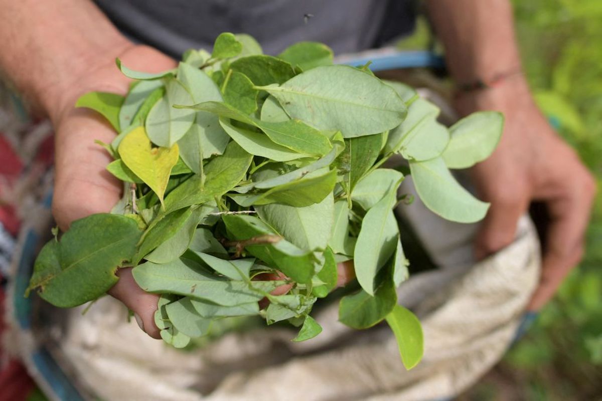 coca in colombia