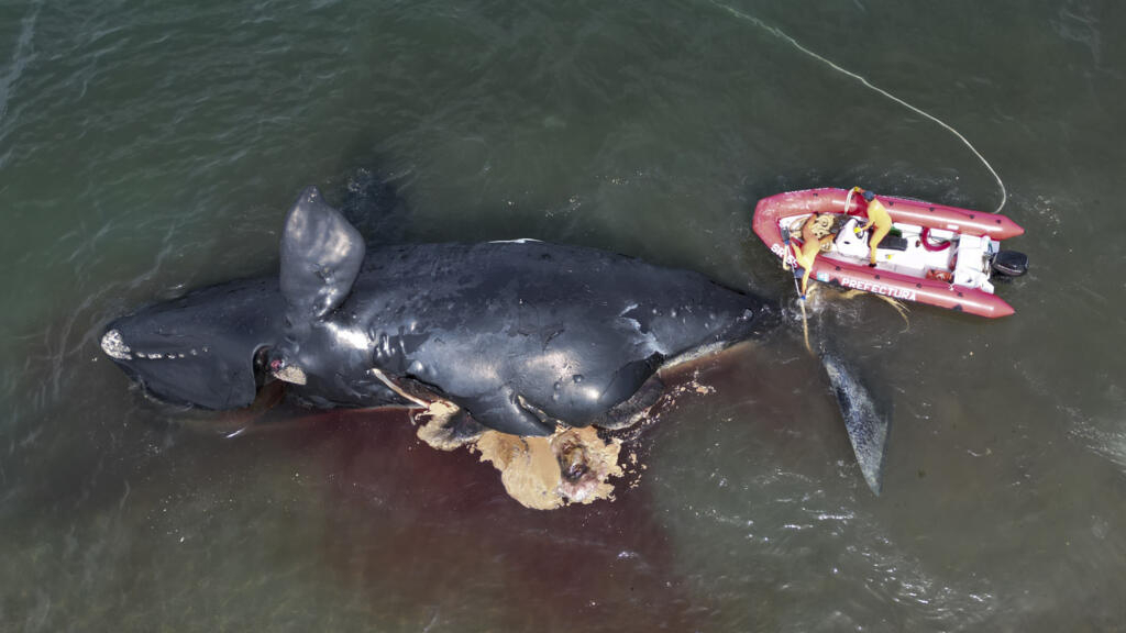 Concern over a mysterious death of whales in Argentine Patagonia