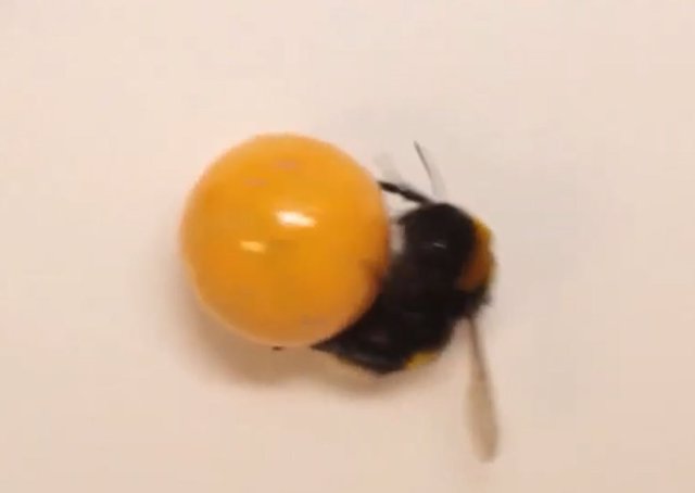 Image of bumblebee playing with a ball