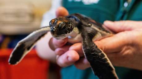 A baby sea turtle defecates "pure plastic" for 6 days after being rescued (VIDEO)