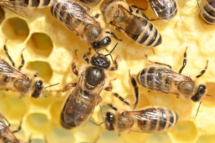 Honey bees increase the atmospheric electrical charge