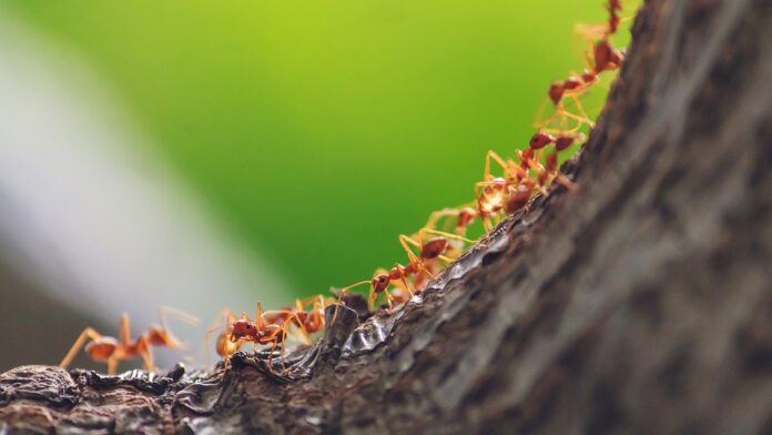 How much do all the ants in the world weigh?