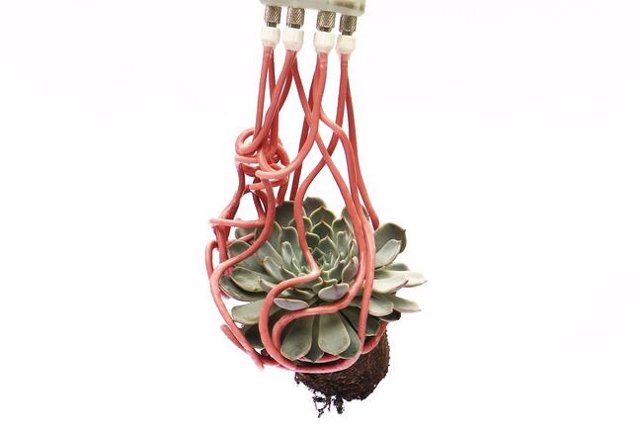 Robotic Gripper Grabs a Cactus Plant