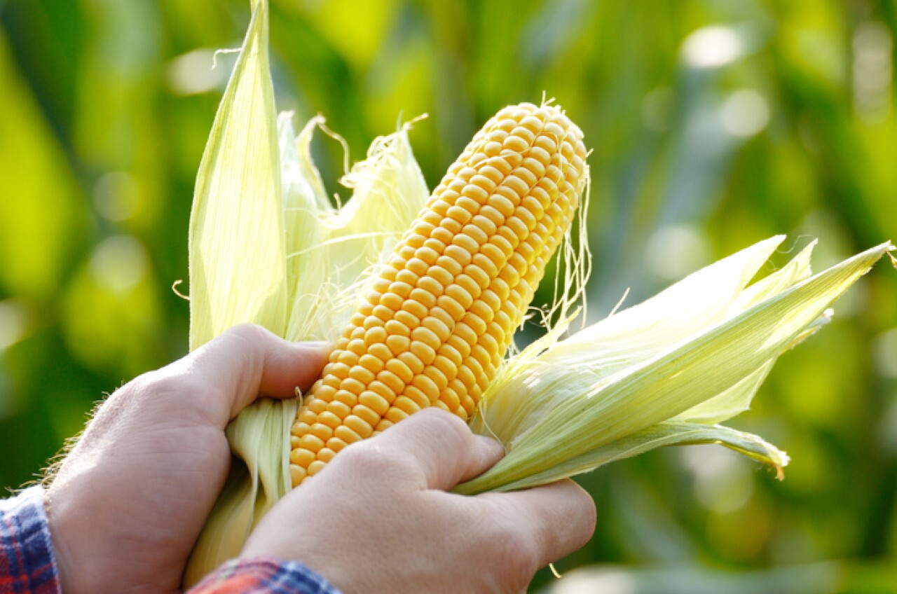 Mexico seeks agreements to import corn from the United States, Argentina and Brazil