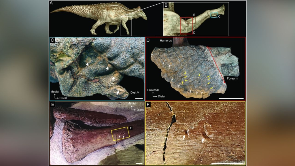 dinosaur skin bite