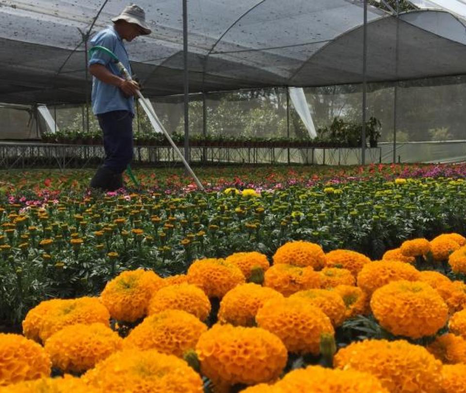 Nursery, a business with a future in Colombia