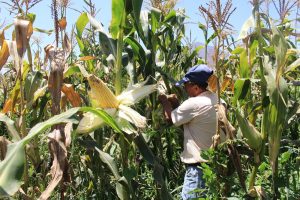 Reveal genetic keys for the conservation of local varieties of corn in Chile