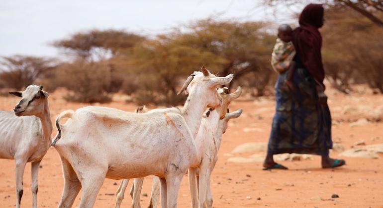 Millions of people in the Horn of Africa are facing food shortages due to the worst drought in 40 years and rising global food costs.