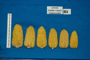 Study on the genetics of traditional maize in Chile opens up possibilities for crop diversification and resilience to climate change