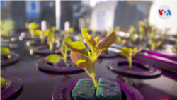 PlanToGo, is a system created to intelligently grow shrub-type plants such as lettuce, cherry tomato, and more. [Foto: Cortesía de Octopus Force]