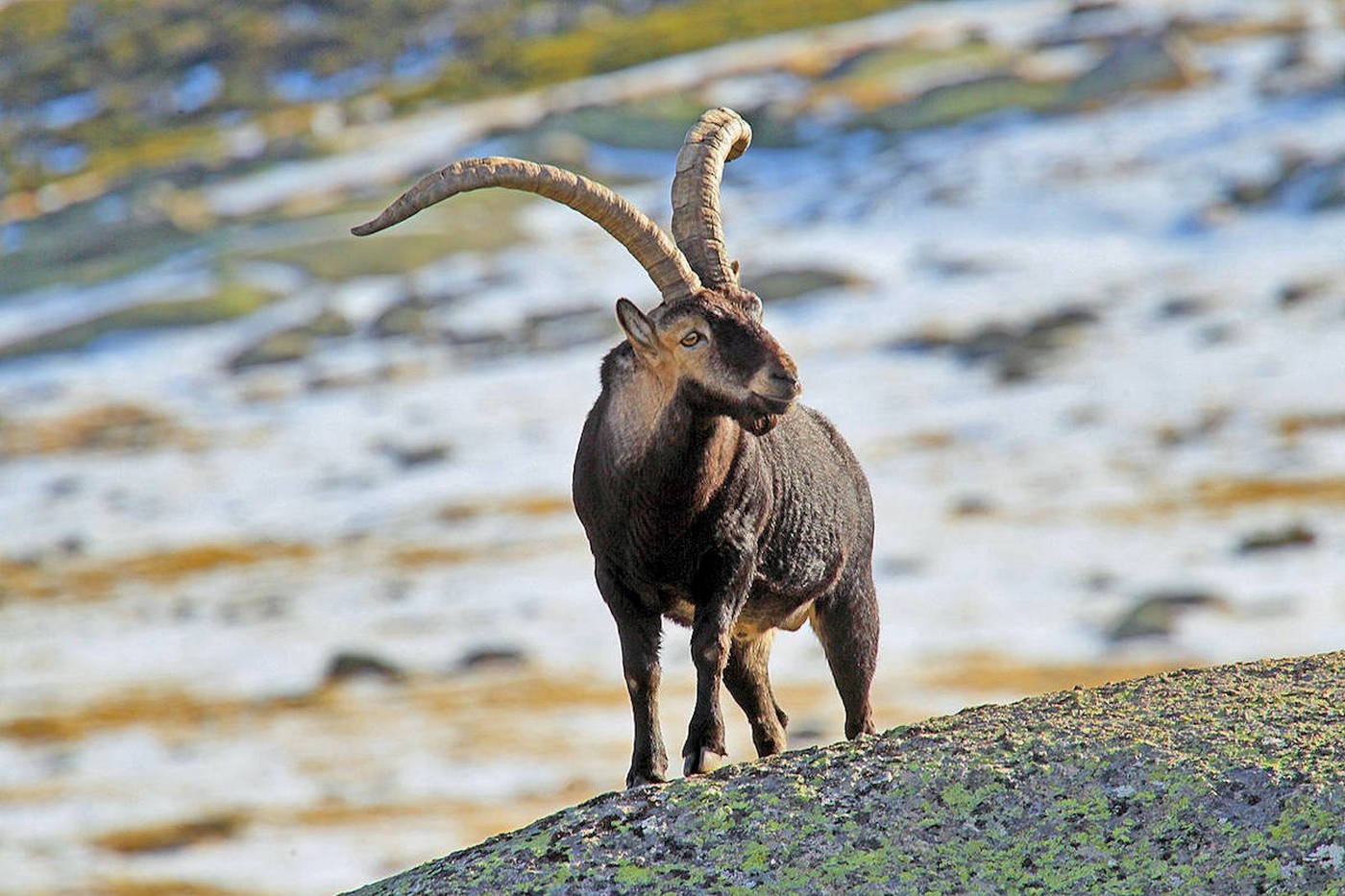 The Pyrenean bucardo, the only animal in history that has become extinct twice