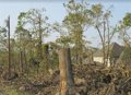 The passage of a cyclone makes the land more vulnerable to fires