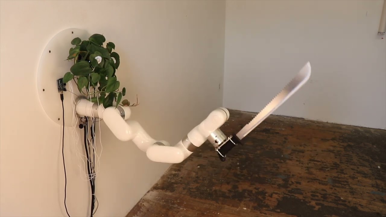 The plant that controls a machete with its "brain" (video)