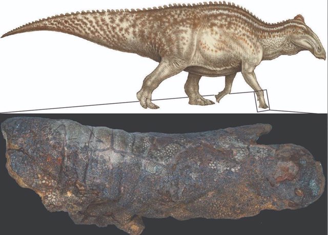 Reconstruction in life of an edmontosaurus